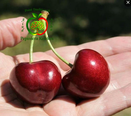 Fructe de cireș Carmen, cireșe mari, dulci, suculente și plăcut aromate.