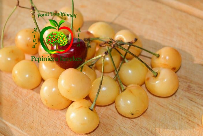 Fructe de cireș Alb, cireșe deschise la culoare, dulci, aromate și gustoase.