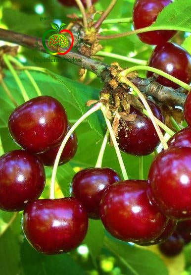 Fructe de vișin Abundent de Erd, vișine gustoase, aromate și foarte suculente.