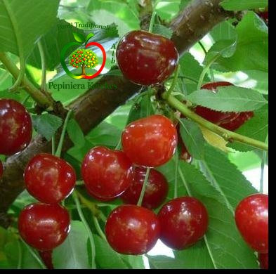 Vișine Abundent de Erd, fructe apreciate pentru producția bogată, aroma plăcută și gustul echilibrat.