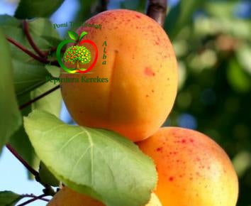 Fructe de cais Sulmona, caise dulci, aromate, suculente și plăcute la gust.