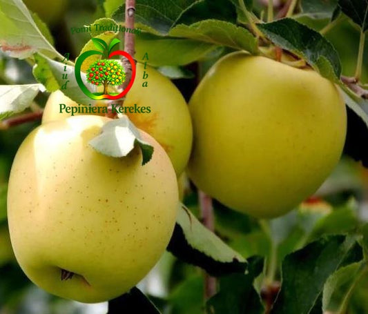 Fructe de măr Golden Delicious, mere galben-aurii, dulci, aromate și foarte suculente.