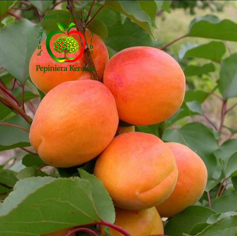 Fructe de cais Olimp, caise mari, dulci, aromate și foarte gustoase.