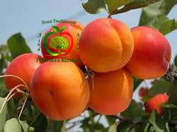 Fructe de cais Litoral, caise gustoase, aromate, suculente și potrivite pentru consum proaspăt.