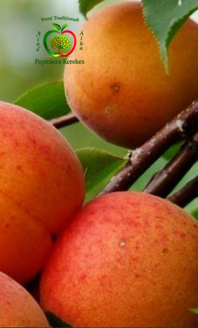 Caise Litoral, fructe de vară dulci și parfumate, apreciate pentru pulpa suculentă.