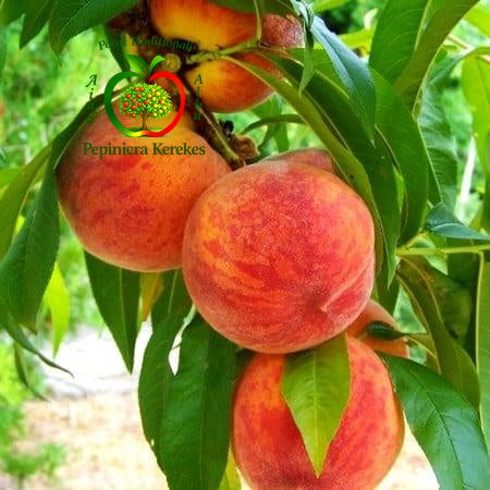 Fructe de piersic Baby Gold 6, piersici mari, dulci, suculente și aromate.
