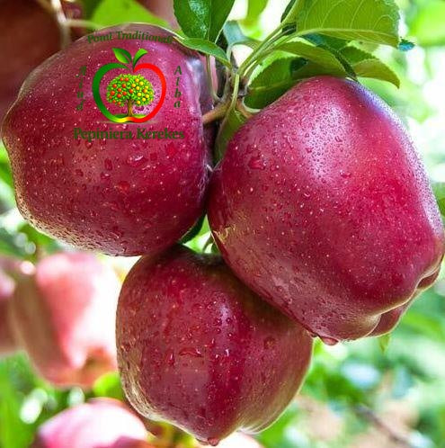 Fructe de măr Starkrimson, mere roșu-intens, dulci, aromate și plăcute la gust.