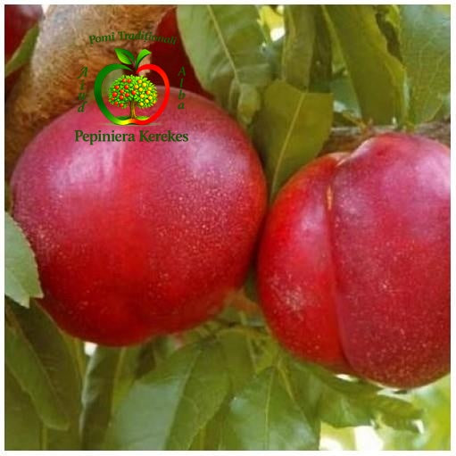 Fructe de nectarin Nectared 4, nectarine dulci, aromate, suculente și gustoase.
