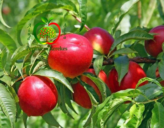 Nectarine Nectared 4, fructe de vară cu pulpă suculentă și gust dulce-aromat.