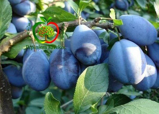 Fructe de prun Bistrițe, prune tradiționale gustoase, aromate și foarte suculente.