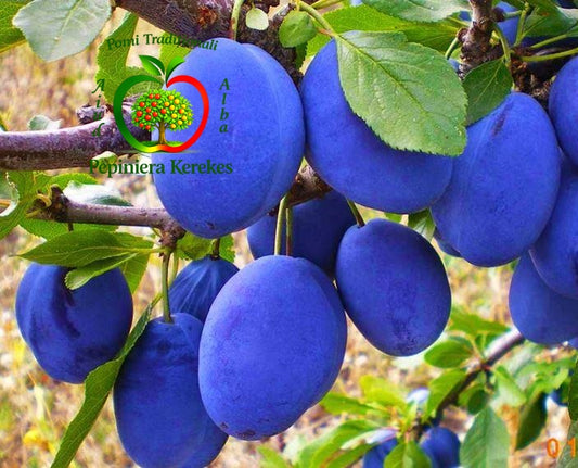 Prune Bistrițe, fructe tradiționale apreciate pentru gustul dulce și aroma specifică.