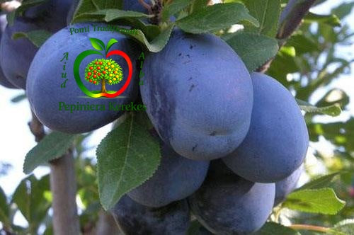 Prune Stanley, fructe aromate și suculente, potrivite pentru consum proaspăt și preparate.