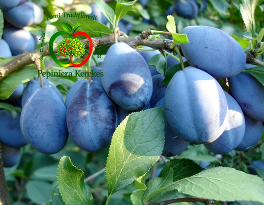 Fructe de prun Stanley, prune mari, albastru-închis, dulci și gustoase.