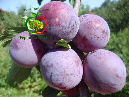 Fructe de prun Renclod Althann, prune mari, dulci, suculente și aromate.