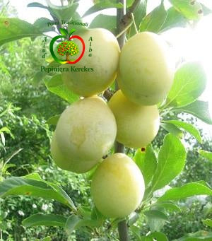 Fructe de prun Renclod Verde, prune verzi, dulci, suculente și foarte aromate.
