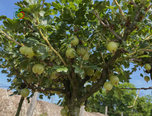 Fructe de agriș cu tulpină înaltă, bobițe aromate, suculente și plăcut acrișoare.

Agrișe cultivate pe tulpină înaltă, fructe gustoase și decorative, potrivite pentru grădini.