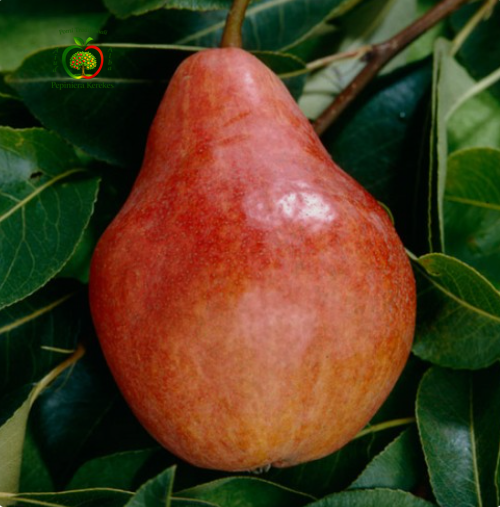 Fructe de păr Clapp Roșu, pere de vară roșii, dulci și foarte suculente.