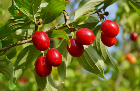 Fructe de corn, fructe roșii, aromate, cu gust dulce-acrișor și aspect tradițional.

Coarne proaspete, fructe tradiționale gustoase, potrivite pentru consum și prepararea dulcețurilor.