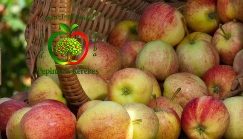Fructe de măr Kisasszony, soi tradițional cu mere aromate, gustoase și aspectuoase.