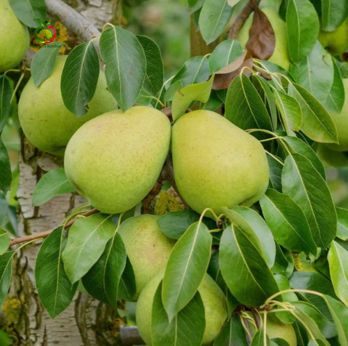 Pere Lucas, fructe apreciate pentru pulpa fină, gustul dulce și aroma plăcută.