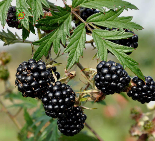 Fructe de mur Thornfree, mure mari, negre, dulci, suculente și aromate.

Mure Thornfree proaspete, fructe gustoase și parfumate, potrivite pentru consum direct și deserturi.
