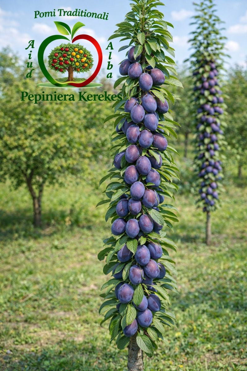 Fructe de prun columnar, prune dulci și aromate cultivate pe pomi cu formă compactă fructe gustoase potrivite pentru grădini și spații mici.