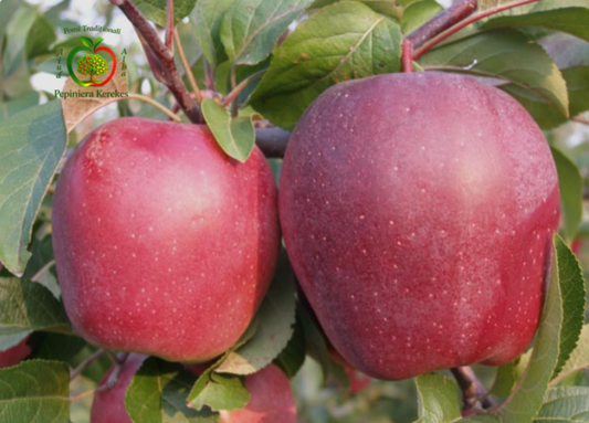 Mere Red Delicious, fructe de toamnă suculente, dulci și potrivite pentru consum proaspăt.