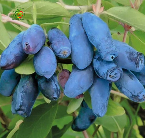 Fructe de afin siberian, bobițe alungite, albastre, aromate și plăcut dulci-acrișoare.

Afine siberiene proaspete, fructe gustoase și suculente, apreciate pentru aroma lor deosebită.