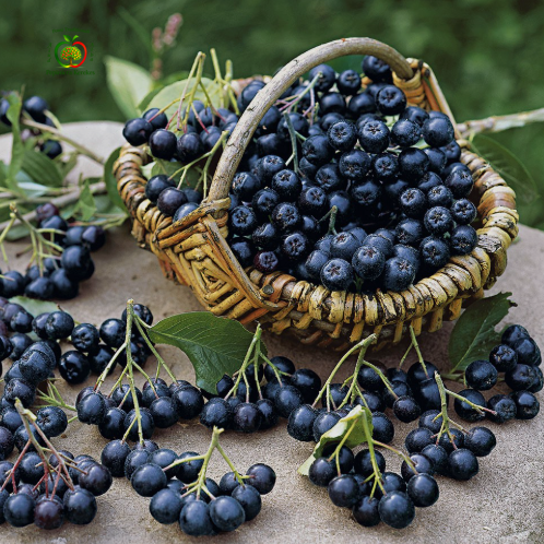 Fructe de aronie Viking, bobițe negre, bogate în aromă și potrivite pentru diverse preparate.

Aronia Viking, fructe închise la culoare, gustoase și potrivite pentru sucuri, dulcețuri și siropuri.