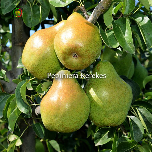 Pere Novembra, fructe potrivite pentru păstrare, apreciate pentru gustul dulce și aroma plăcută.