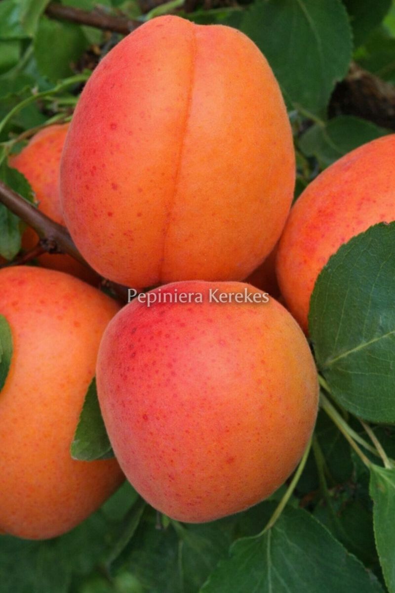Caise Olimp, fructe de vară suculente, cu pulpă aromată și gust plăcut.