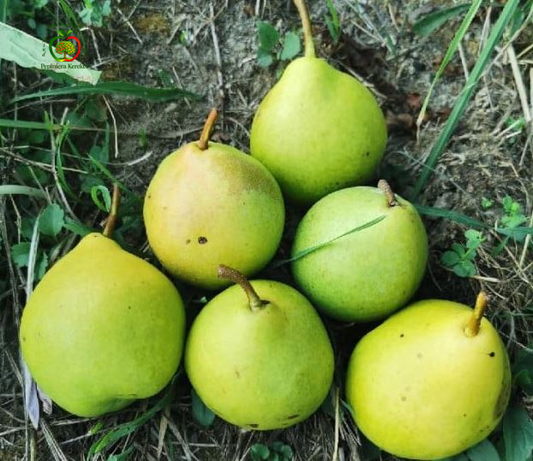 Fructe de păr Busuioacă, soi tradițional cu pere aromate, suculente și gustoase fructe apreciate pentru gustul dulce și aroma caracteristică.