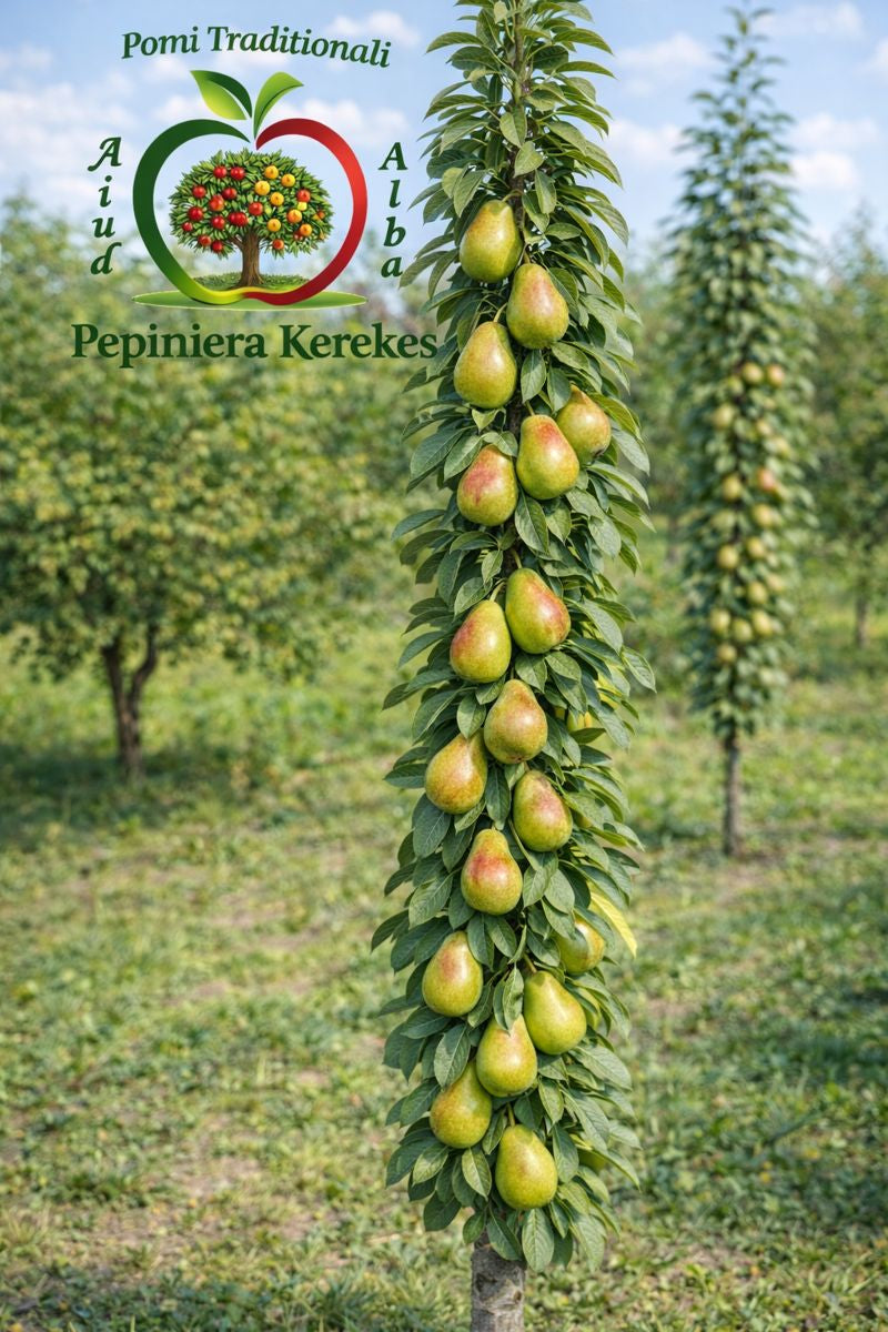 Fructe de păr columnar, pere aromate și suculente cultivate pe pomi cu port compact fructe gustoase ideale pentru grădini cu spațiu limitat.