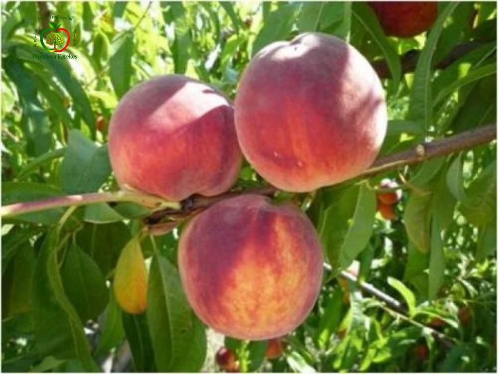 Fructe de piersic Springold, piersici timpurii, aromate, suculente și plăcute la gust fructe de vară gustoase, cu pulpă aromată și textură plăcută.