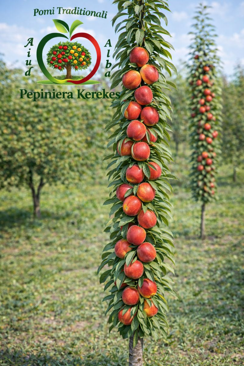 Fructe de piersic columnar, piersici dulci, aromate și suculente de pe pomi compacți fructe gustoase potrivite pentru grădini cu spațiu redus.
