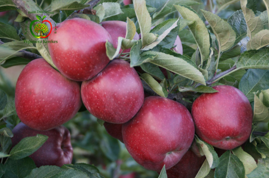 Fructe de măr Red Delicious, mere roșii, dulci și aromate, cu aspect atractiv.
