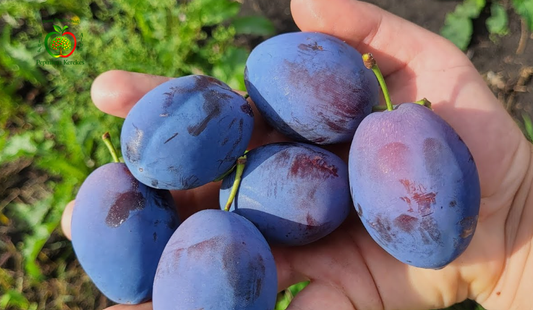 Fructe de prun Topend, prune mari, gustoase, dulci și aromate.