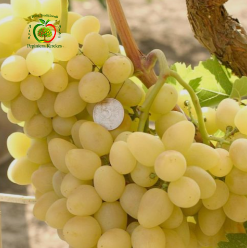 Struguri Arkadia, boabe mari, alb-gălbui, dulci, suculente și plăcut aromate.

Struguri de masă Arkadia, ciorchini mari cu boabe gustoase și aspect atractiv.