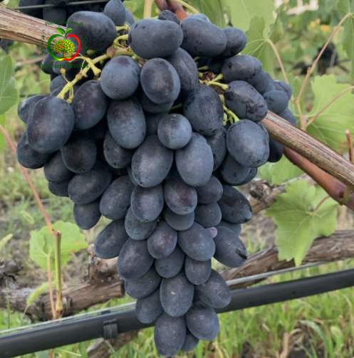 Struguri Codreanca, boabe roșii, mari, crocante, dulci și aromate.

Struguri de masă Codreancal, fructe timpurii cu boabe roșii, suculente și gustoase.