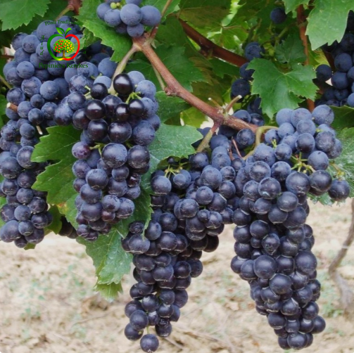 Struguri Medina, boabe mari, gustoase, dulci, suculente și plăcut aromate.

Struguri de masă Medina, fructe aspectuoase, aromate și potrivite pentru consum proaspăt.
