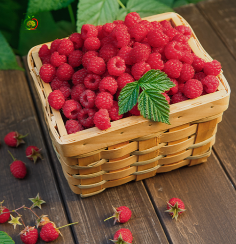 Fructe de zmeură Polka, boabe roșii, dulci, aromate și foarte suculente.

Zmeură Polka proaspătă, fructe gustoase și parfumate, ideale pentru consum direct și deserturi.